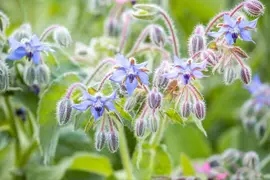 Borago officinalis (Borago) - afbeelding 16