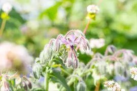 Borago officinalis (Borago) - afbeelding 17