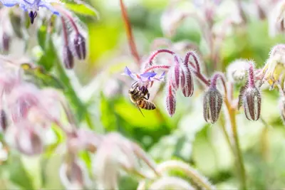 Borago officinalis (Borago) - afbeelding 18