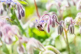 Borago officinalis (Borago) - afbeelding 18