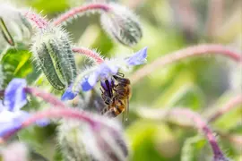 Borago officinalis (Borago) - afbeelding 19