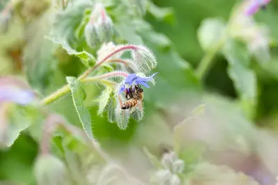 Borago officinalis (Borago) - afbeelding 20