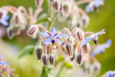 Borago officinalis (Borago) - afbeelding 21