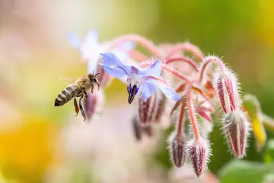 Borago officinalis (Borago) - afbeelding 22