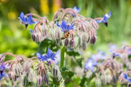Borago officinalis (Borago) - afbeelding 23