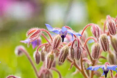 Borago officinalis (Borago) - afbeelding 24