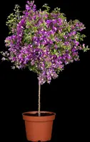 Bougainvillea glabra 'Sanderiana' (Bougainvillea 'Sanderiana') - afbeelding 5