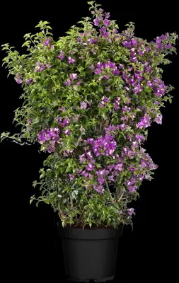 Bougainvillea glabra 'Sanderiana' (Bougainvillea 'Sanderiana') - afbeelding 6