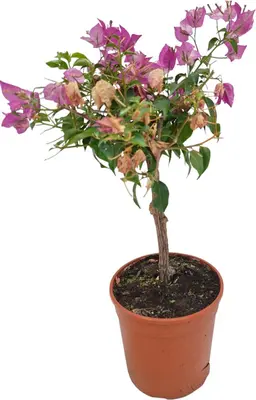 Bougainvillea glabra 'Sanderiana' (Bougainvillea 'Sanderiana') - afbeelding 1