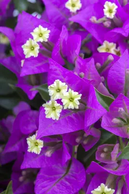 Bougainvillea glabra 'Sanderiana' (Bougainvillea 'Sanderiana') - afbeelding 4