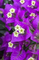 Bougainvillea glabra 'Sanderiana' (Bougainvillea 'Sanderiana') - afbeelding 4