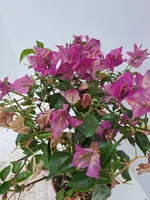 Bougainvillea glabra 'Sanderiana' (Bougainvillea 'Sanderiana') - afbeelding 2