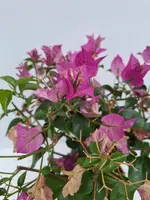 Bougainvillea glabra 'Sanderiana' (Bougainvillea 'Sanderiana') - afbeelding 3