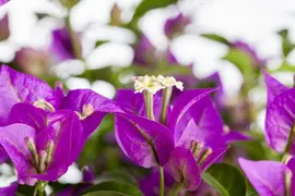 Bougainvillea glabra 'Sanderiana' (Bougainvillea 'Sanderiana') - afbeelding 7