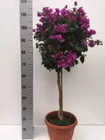 Bougainvillea op stam p30 kopen?