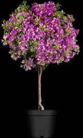 Bougainvillea op stam p30 - afbeelding 2