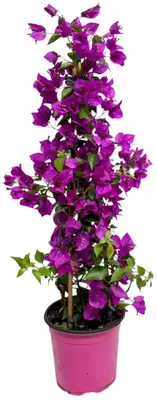 Bougainvillea sanderiana p17 - afbeelding 1