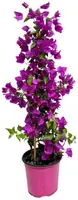 Bougainvillea sanderiana p17 - afbeelding 1