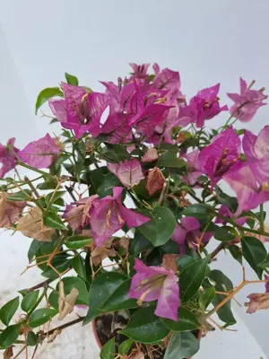 Bougainvillea sanderiana p18 - afbeelding 2