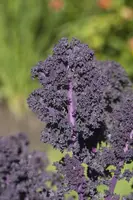 Brassica oleracea var. sabellica, rot (Palmkool) - afbeelding 1
