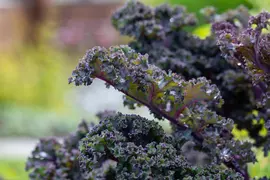 Brassica oleracea var. sabellica, rot (Palmkool) - afbeelding 2