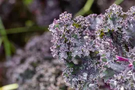 Brassica oleracea var. sabellica, rot (Palmkool) - afbeelding 3