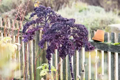 Brassica oleracea var. sabellica, rot (Palmkool) - afbeelding 4
