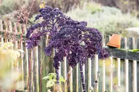 Brassica oleracea var. sabellica, rot (Palmkool) - afbeelding 4