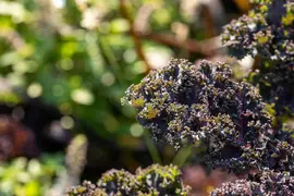 Brassica oleracea var. sabellica, rot (Palmkool) - afbeelding 5