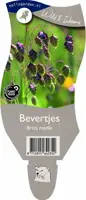 Briza media (Bevertjes) - afbeelding 1