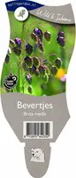 Briza media (Bevertjes) - afbeelding 1