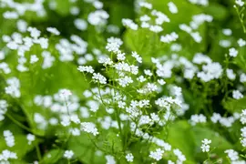 Brunnera macrophylla 'Betty Bowring' (Kaukasische vergeet-mij-niet) - afbeelding 2