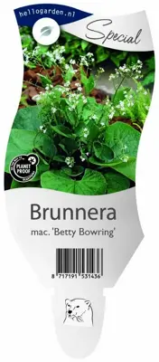 Brunnera macrophylla 'Betty Bowring' (Kaukasische vergeet-mij-niet) - afbeelding 1