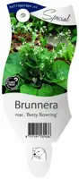 Brunnera macrophylla 'Betty Bowring' (Kaukasische vergeet-mij-niet) - afbeelding 1
