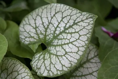 Brunnera macrophylla 'Jack Frost' (Kaukasiche vergeet-mij-niet) - afbeelding 2