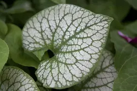 Brunnera macrophylla 'Jack Frost' (Kaukasiche vergeet-mij-niet) - afbeelding 2