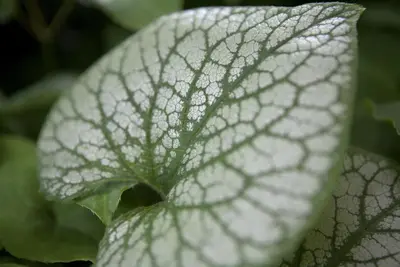 Brunnera macrophylla 'Jack Frost' (Kaukasiche vergeet-mij-niet) - afbeelding 3