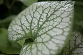 Brunnera macrophylla 'Jack Frost' (Kaukasiche vergeet-mij-niet) - afbeelding 3