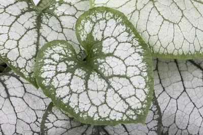 Brunnera macrophylla 'Jack Frost' (Kaukasiche vergeet-mij-niet) - afbeelding 5