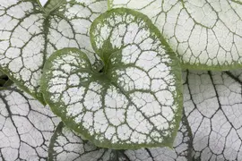 Brunnera macrophylla 'Jack Frost' (Kaukasiche vergeet-mij-niet) - afbeelding 5