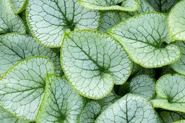 Brunnera macrophylla 'Jack Frost' (Kaukasiche vergeet-mij-niet) - afbeelding 6