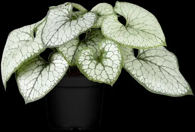 Brunnera macrophylla 'Jack Frost' (Kaukasiche vergeet-mij-niet) - afbeelding 4