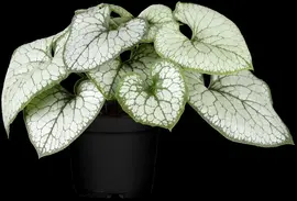 Brunnera macrophylla 'Jack Frost' (Kaukasiche vergeet-mij-niet) - afbeelding 4