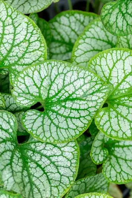 Brunnera macrophylla 'Jack Frost' (Kaukasiche vergeet-mij-niet) - afbeelding 7