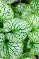 Brunnera macrophylla 'Jack Frost' (Kaukasiche vergeet-mij-niet) - afbeelding 7