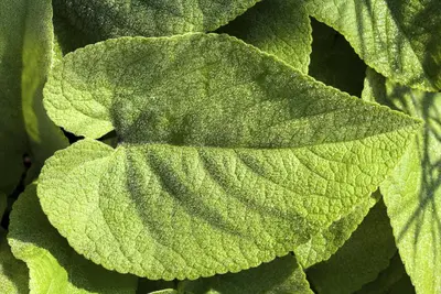 Brunnera macrophylla (Kaukasiche vergeet-mij-niet) - afbeelding 5