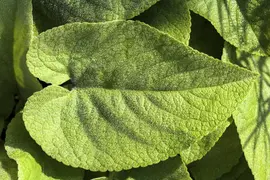 Brunnera macrophylla (Kaukasiche vergeet-mij-niet) - afbeelding 5