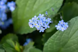 Brunnera macrophylla (Kaukasiche vergeet-mij-niet) - afbeelding 6