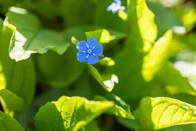 Brunnera macrophylla (Kaukasiche vergeet-mij-niet) - afbeelding 7