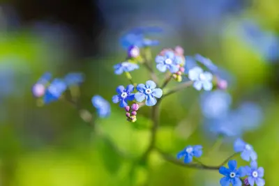 Brunnera macrophylla (Kaukasiche vergeet-mij-niet) - afbeelding 9